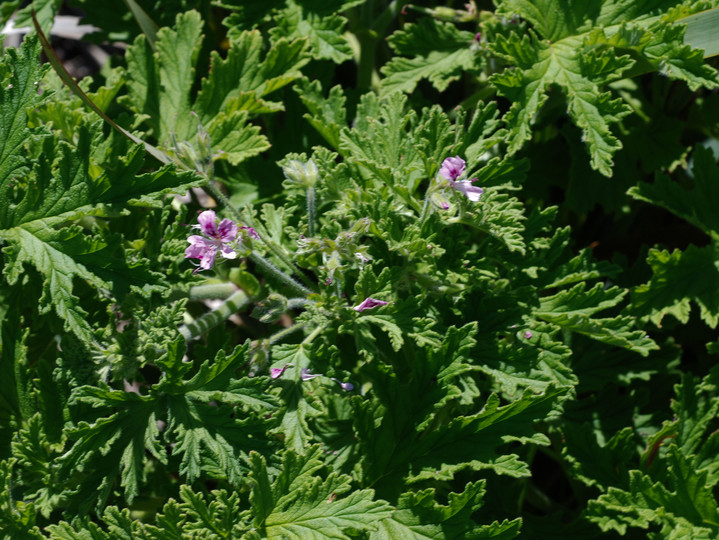 Pelargonium sp.2