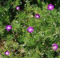 Geranium incanum