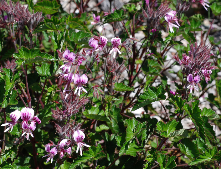 Pelargonium cordifolium