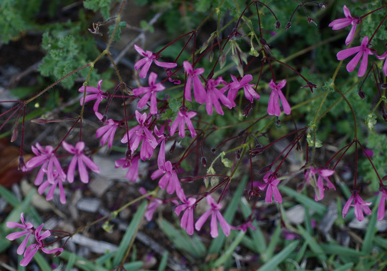 Pelargonium sp.1