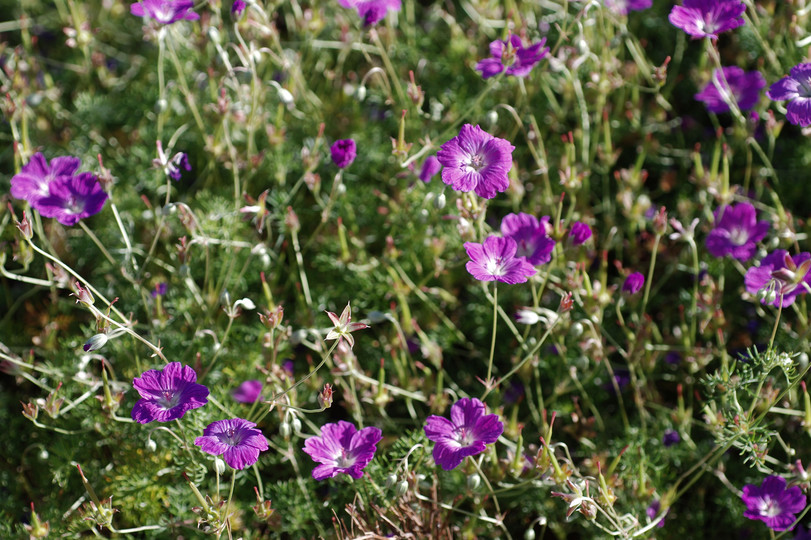 Geranium incanum