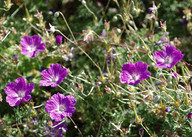 Geranium incanum