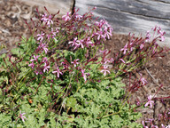 Pelargonium ionidiflorum