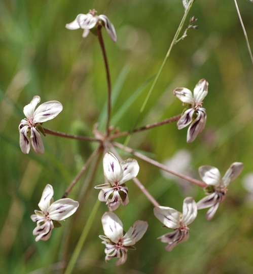 Pelargonium ovale