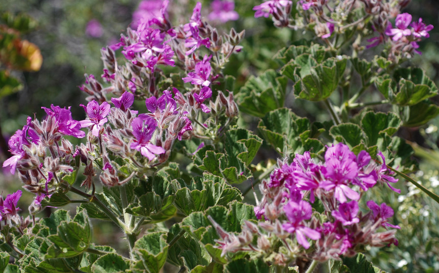 Pelargonium cucullatum