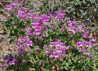 Pelargonium cucullatum