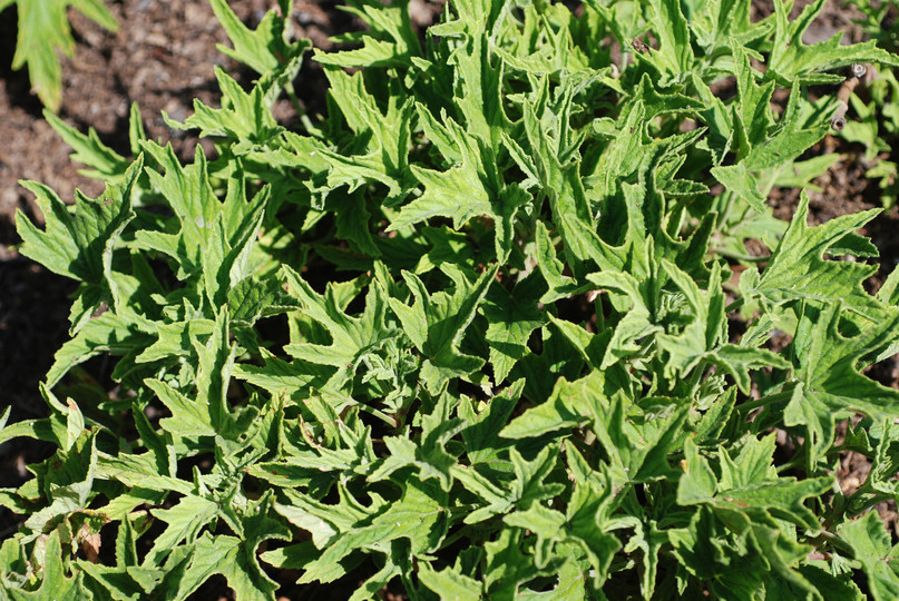 Pelargonium citrinellum