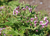 Pelargonium citrinellum