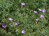 Geranium multisectum