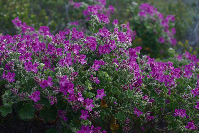 Pelargonium capitatum