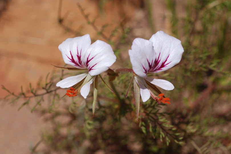 Pelargonium carneum