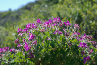 Pelargonium cucullatum