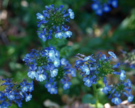 Lobelia erinus