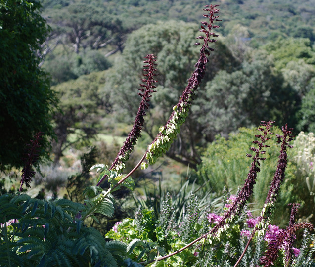 Melianthus major