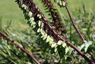 Melianthus major