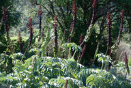 Melianthus major