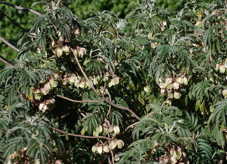 Melianthus comosus