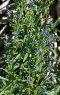 Anchusa capensis