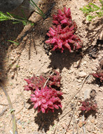 Hyobanche sanguineus