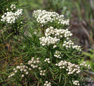 Berzelia lanuginosa