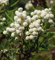 Berzelia lanuginosa