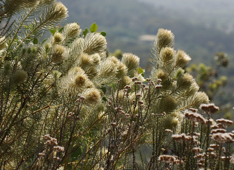 Phylica pubescens