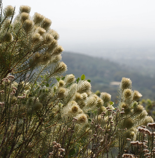 Phylica pubescens