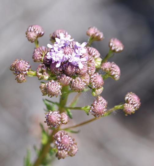 Selago corymbosa