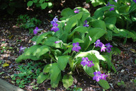 Streptocarpus roseo-albus