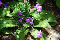 Streptocarpus roseo-albus