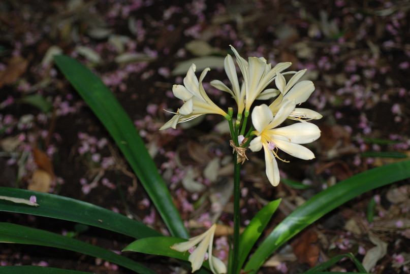 Clivia sp.