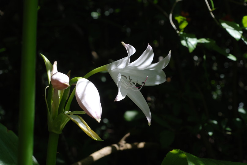 Crinum moorei