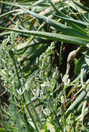 Albuca canadensis?