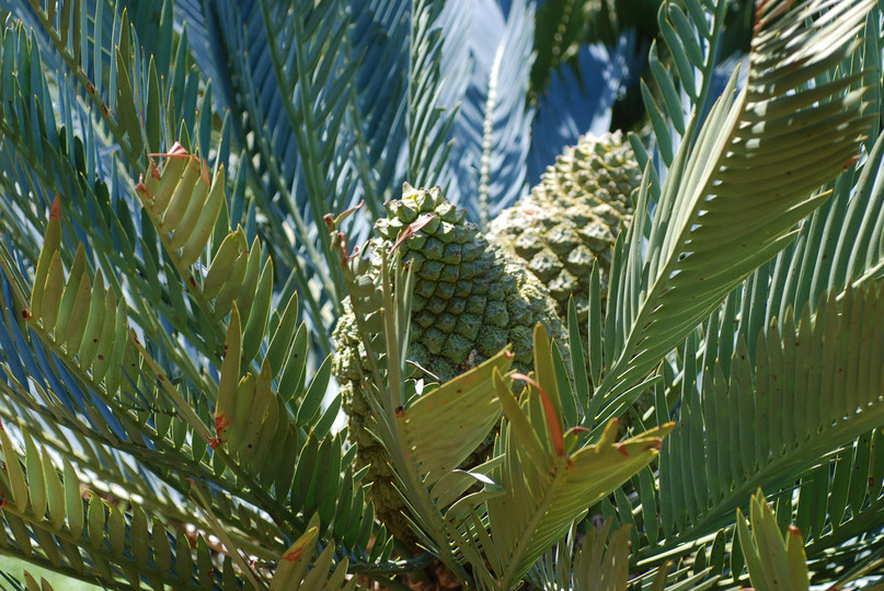 Encephalartos princeps