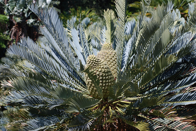 Encephalartos princeps