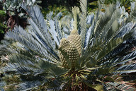 Encephalartos princeps