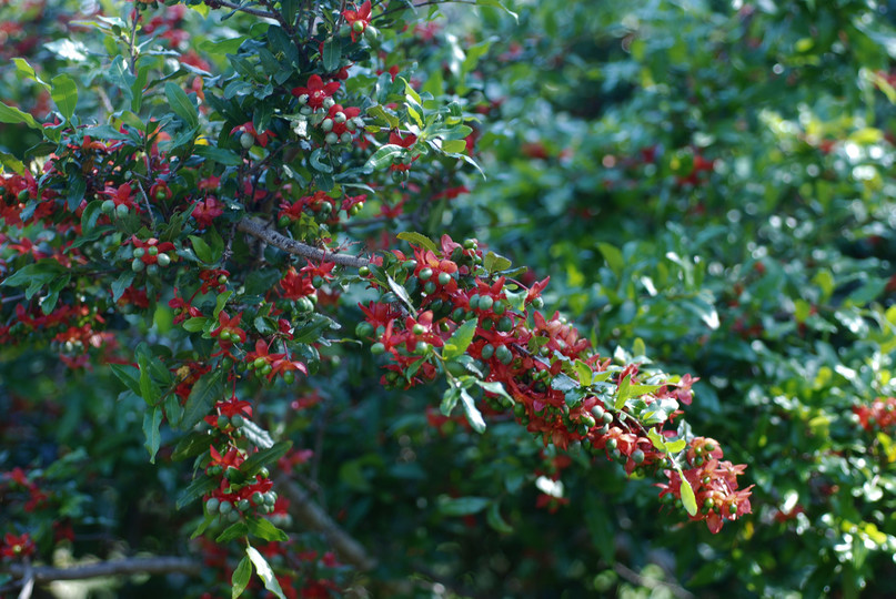 Ochna serrulata