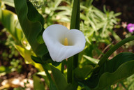 Zanthedeschia aethiopica