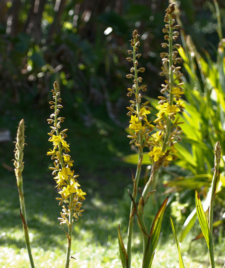 Wachendorfia thyrsiflora