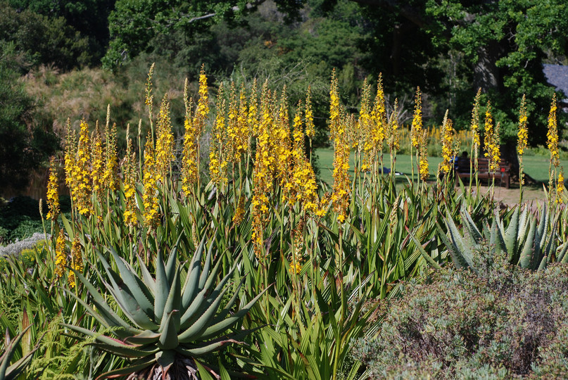 Wachendorfia thyrsiflora