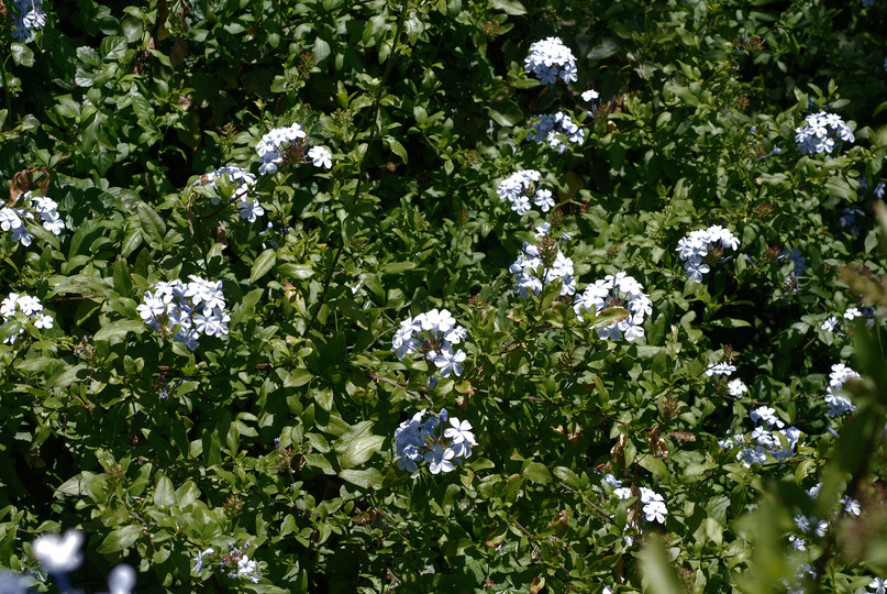 Plumbago auriculata