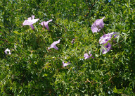 Ipomoea sp.