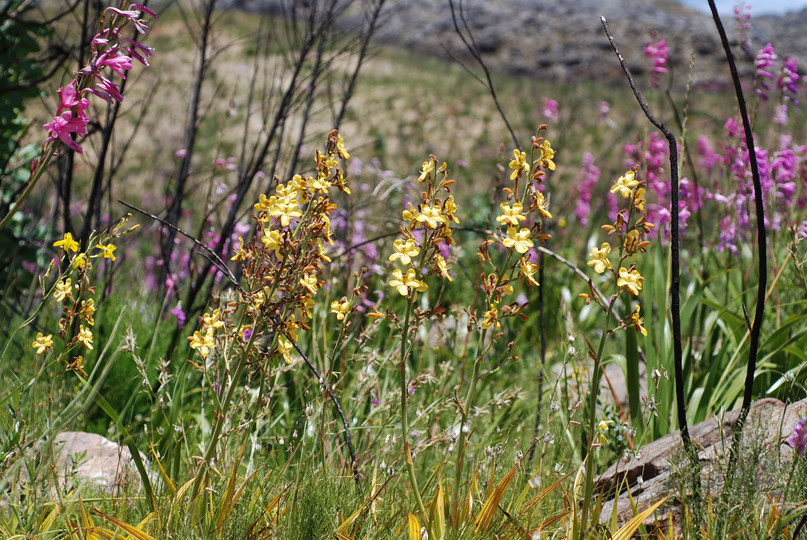 Wachendorfia thyrsiflora