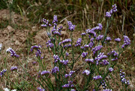 Limonium sinuatum