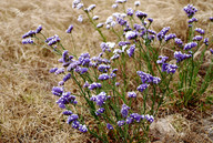 Limonium sinuatum