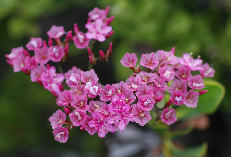 Limonium peregrinum?