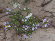 Zaluzianskya sp.