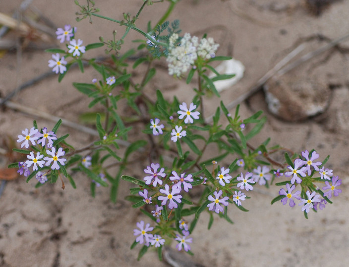 Zaluzianskya sp.