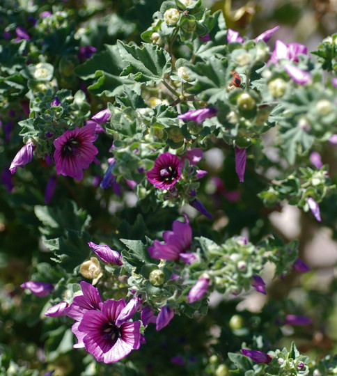 Lavatera arborea