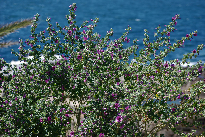 Lavatera arborea